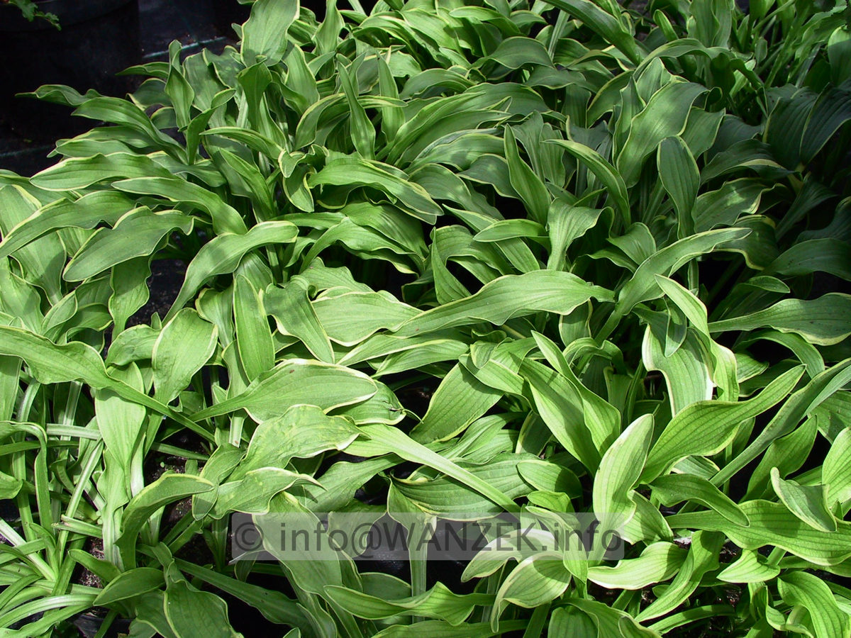 Hosta Hybride Vera Verde 01.jpg